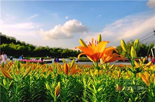 百合打卡地,百合打卡网红地