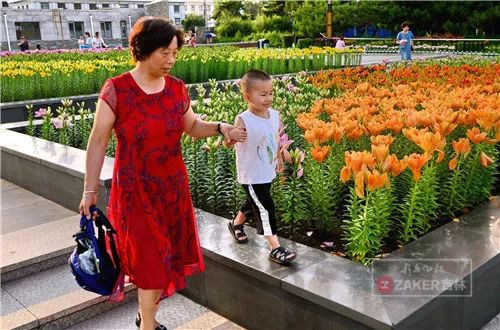 百合打卡地,百合打卡网红地
