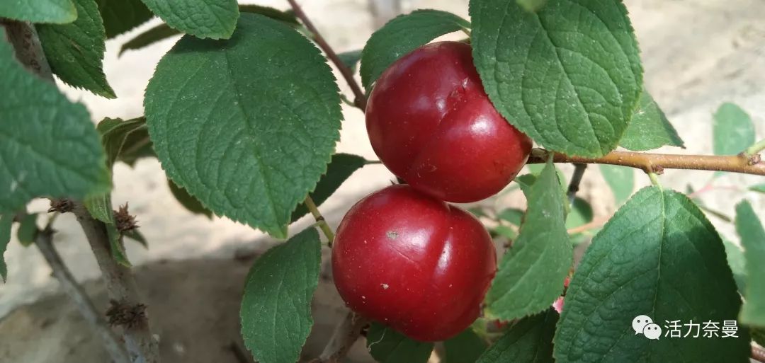 从皇帝贡品到百姓“补”品,欧李,“果”然了得!