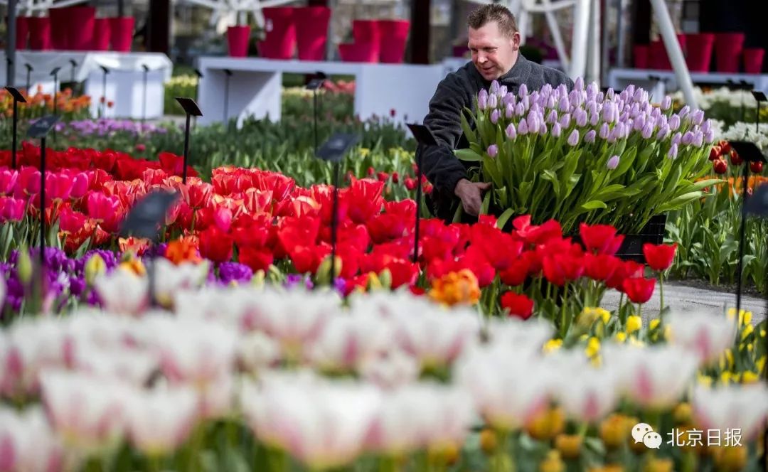 请问中国国花是不是牡丹,牡丹为什么是我国的国花50字