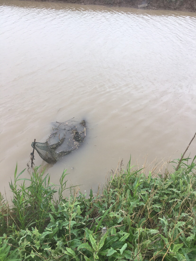 崇明钓昂刺,崇明岛野钓昂刺鱼