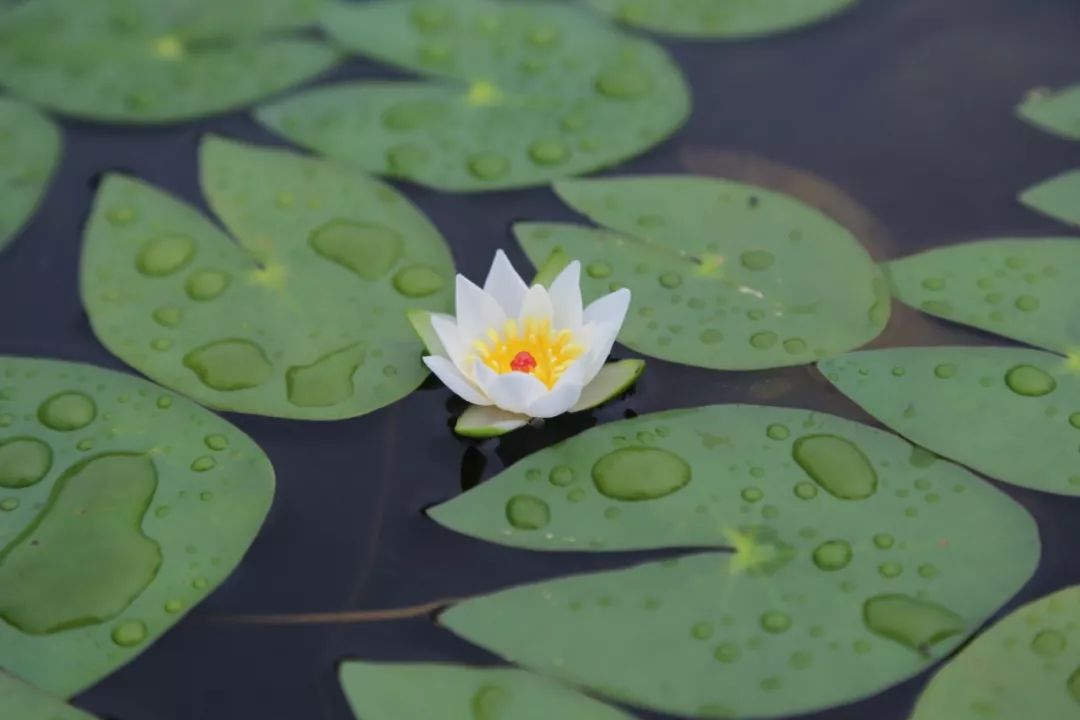 睡莲可以在沙底里生长吗,睡莲的养护方法图解