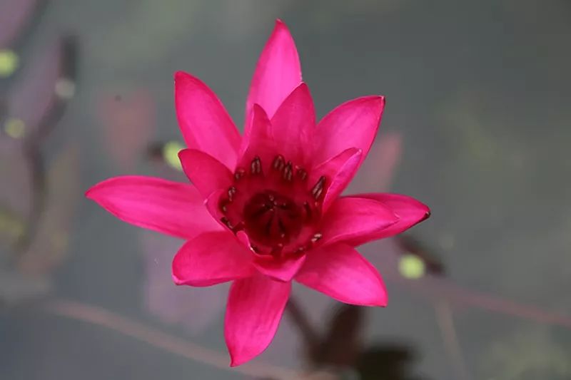 睡莲可以在沙底里生长吗,睡莲的养护方法图解