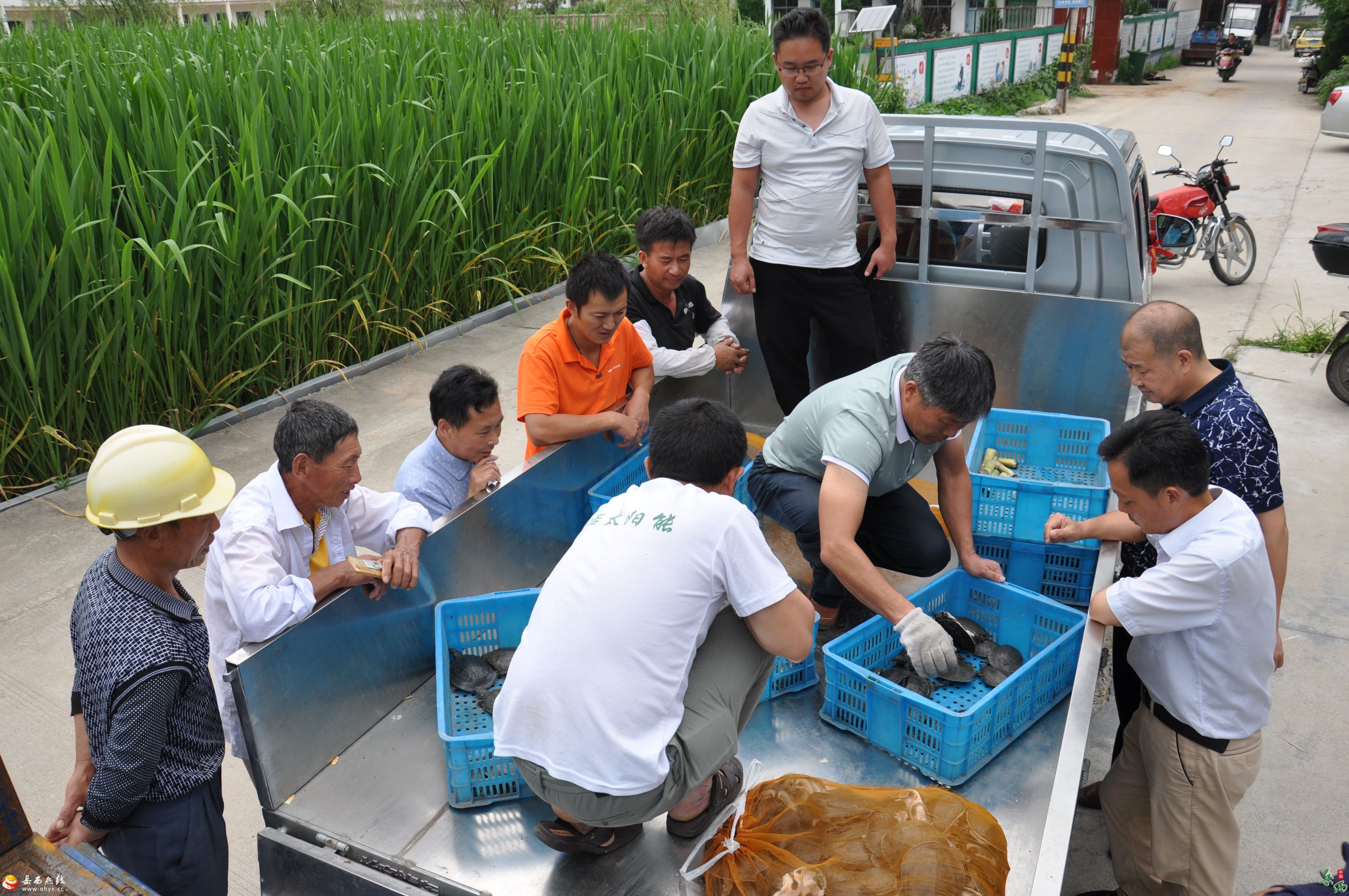 主簿镇：套养一只小甲鱼，做活四篇大文章