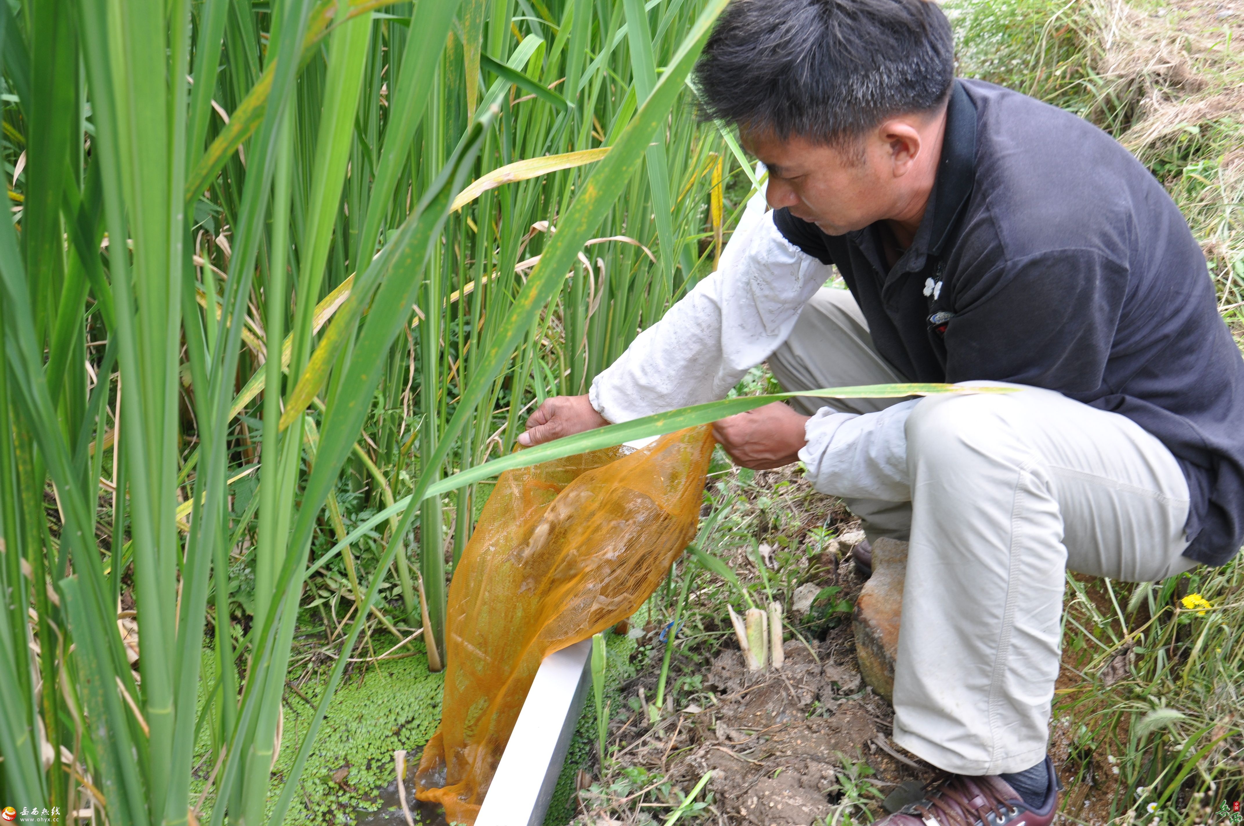 主簿镇：套养一只小甲鱼，做活四篇大文章