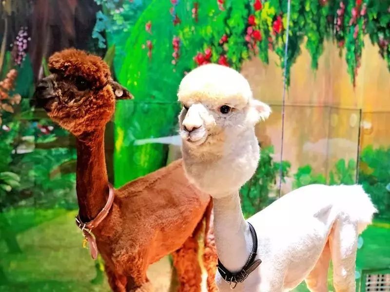 平湖免费景点推荐一下,平湖周边最近的动物园