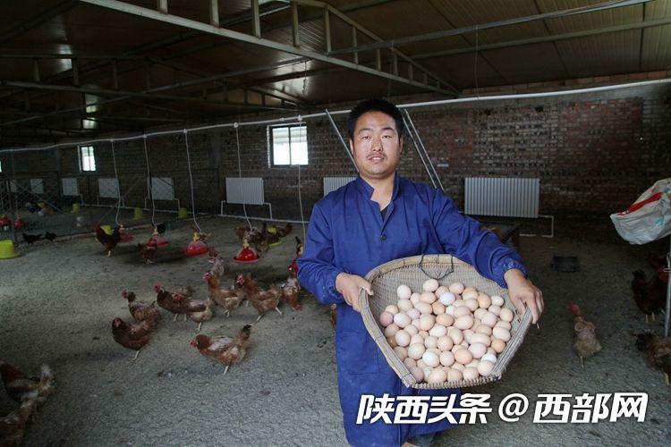 吴堡“鸡司令”刘信信：从贫困户变身致富带头人