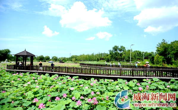 美在当夏简介,夏荷飘香满池塘