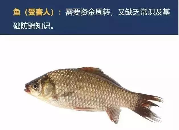 杀鱼盘的真相揭秘,杀鱼盘是怎么回事