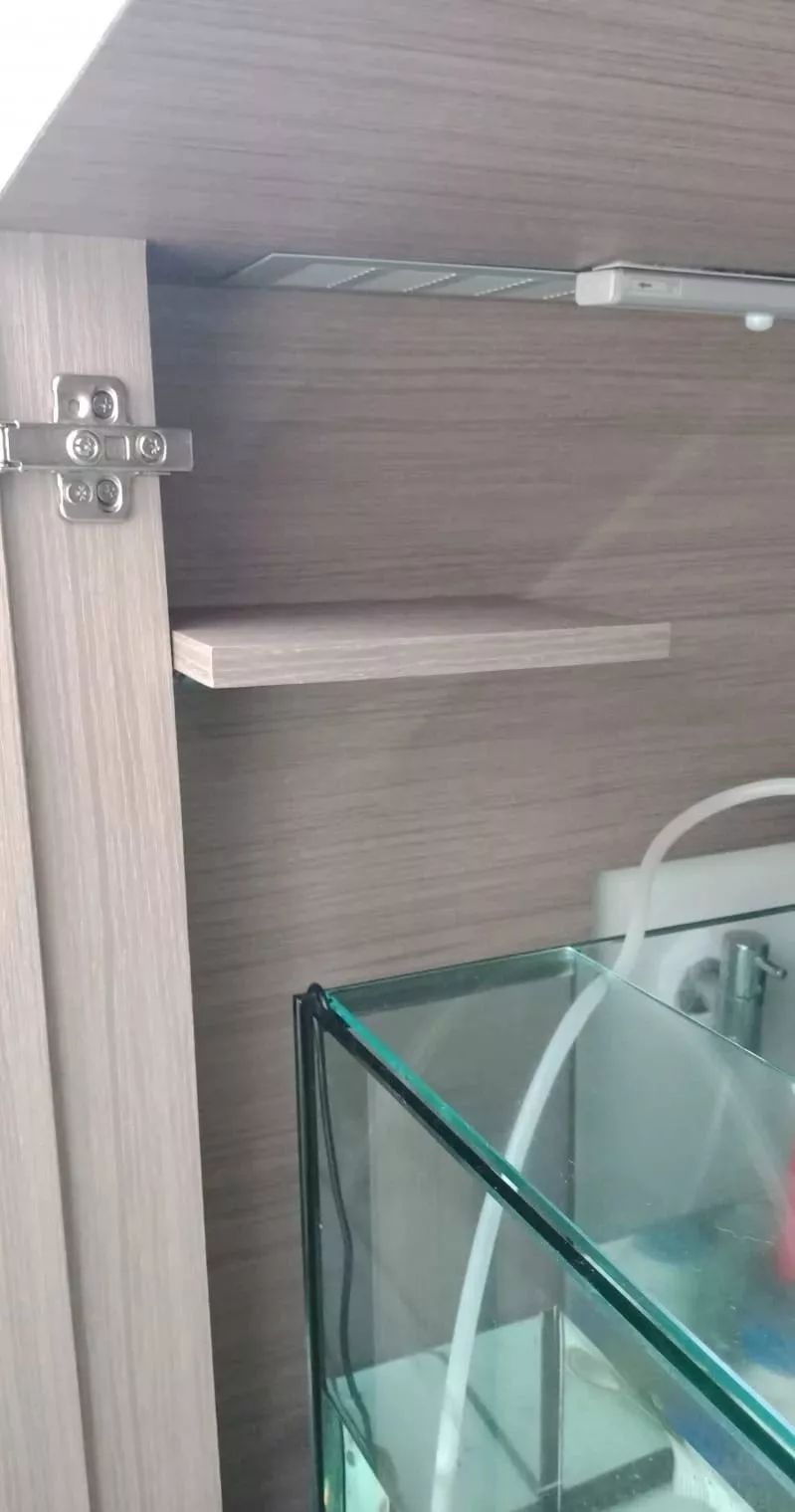 新开缸每天都有鱼死,新开缸鱼一直死