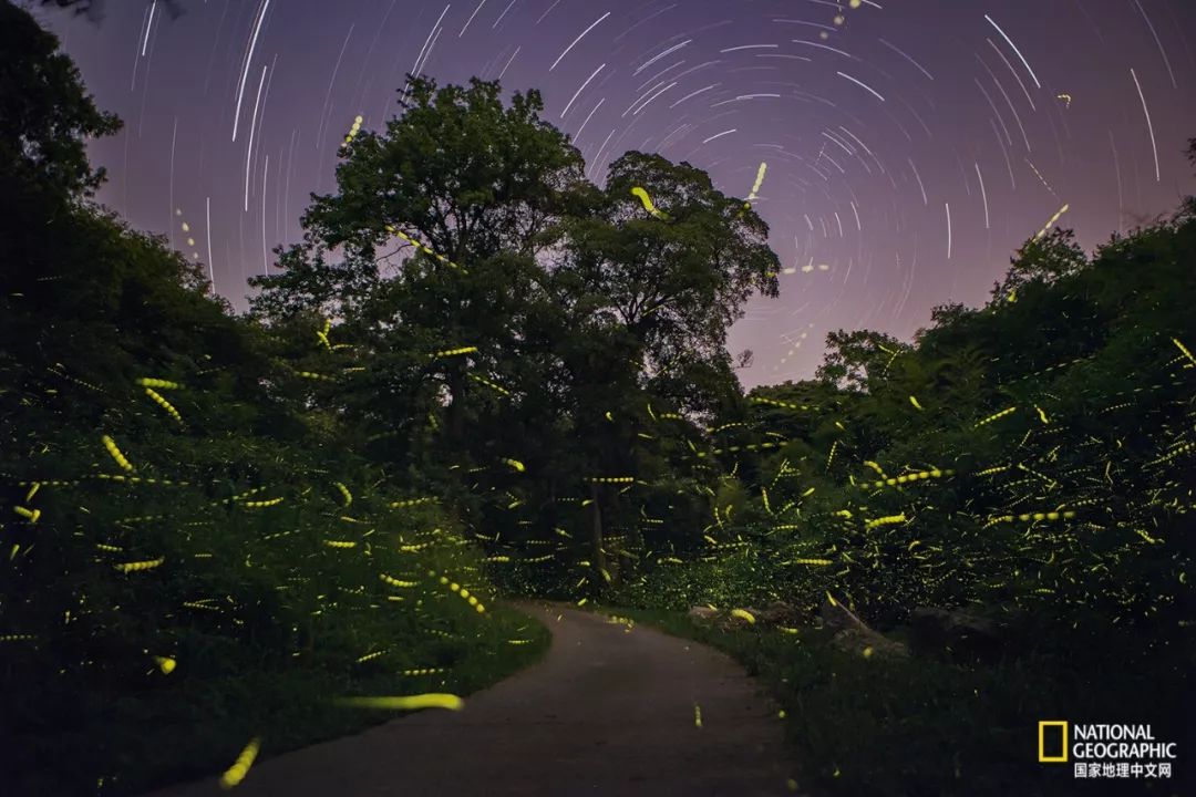 南京紫金山灵谷寺萤火虫,南京灵谷寺哪里可以看到萤火虫