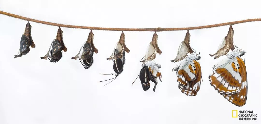 南京紫金山灵谷寺萤火虫,南京灵谷寺哪里可以看到萤火虫