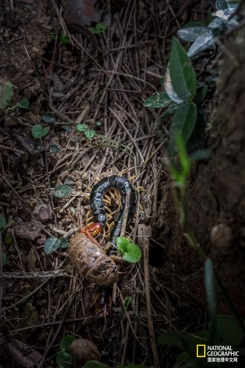 南京古寺看萤火,南京萤火虫在灵谷寺还是明孝陵