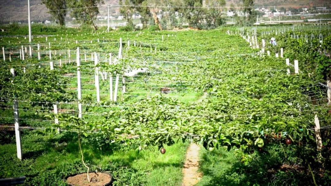 宾川最出名的石榴,大理宾川石榴