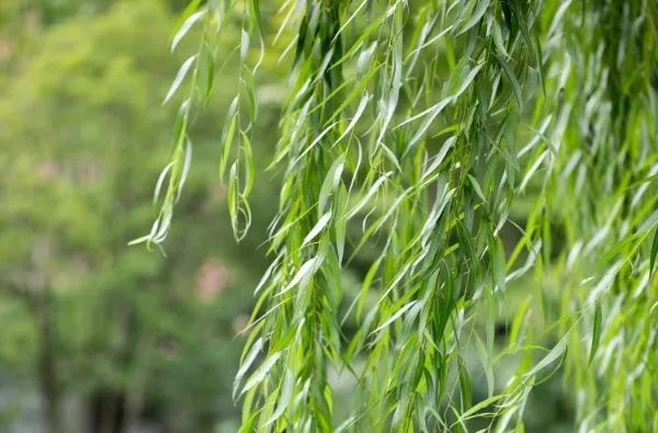 为什么作家喜欢读书,为什么作家喜欢写土地