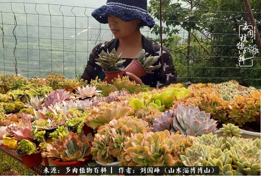 夏季多肉褪色前后对比,聊聊多肉夏季如何防护