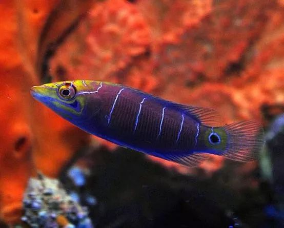 混养海缸鉴赏,混养大型海缸