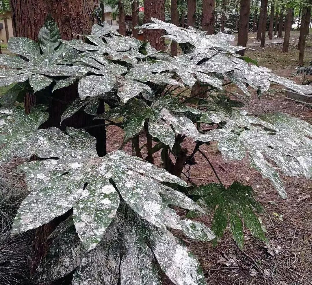 鸟屎为什么有青的,鸟屎为什么是一条条的