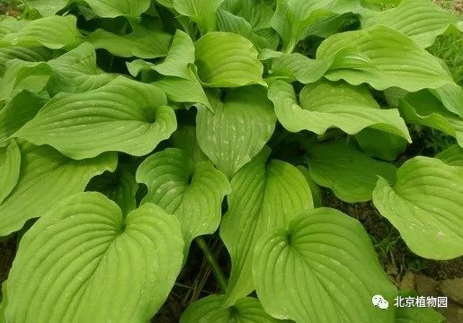 最耐寒的玉簪品种,北京植物园园艺