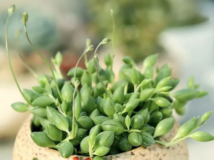 100种爬藤植物花墙,15种常用的园林观花爬藤植物