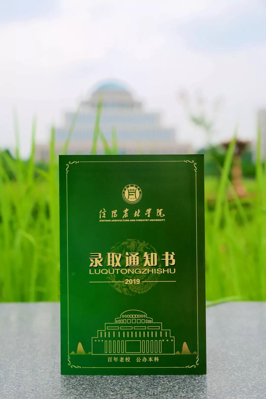 河南高校花式录取通知书,大学录取通知书河南省