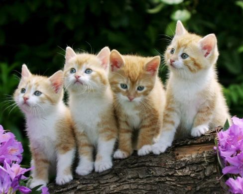 日本小丧猫凭“厌世脸”火遍全网,30w网友心都被萌化了…