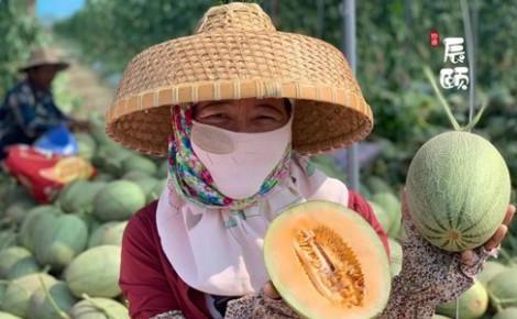 辰颐物语水果代理平台,辰颐物语果园直发招代理