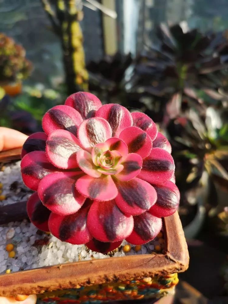 法师主根黑腐了怎么办,法师黑腐还能救活吗