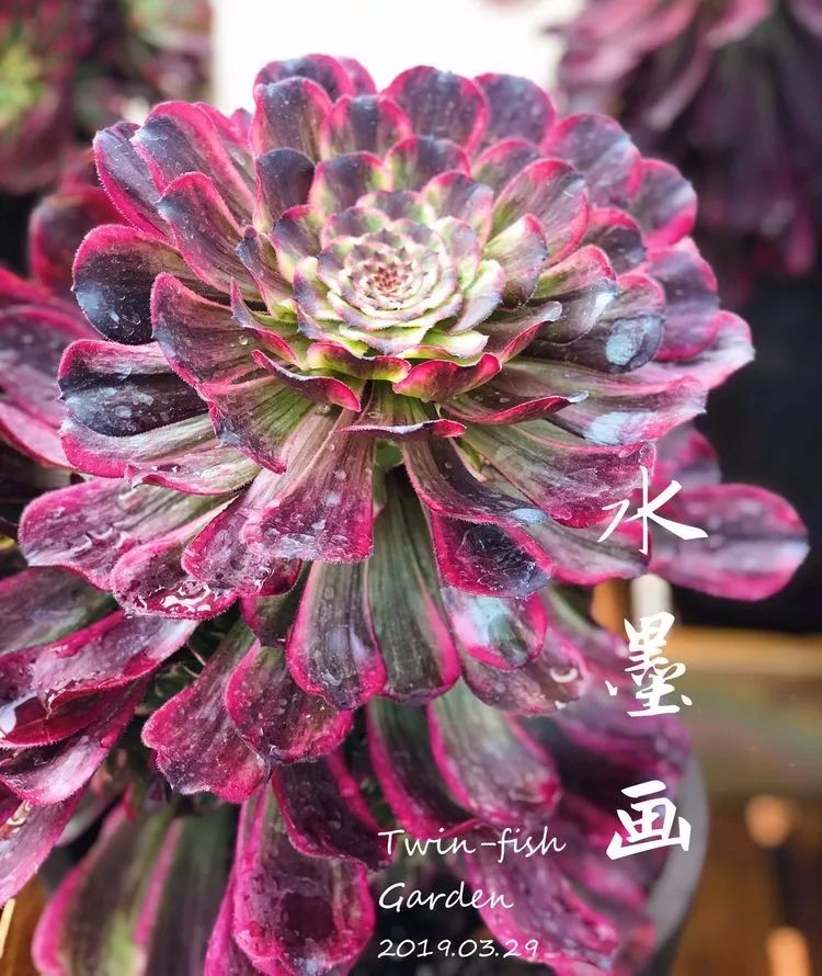 法师主根黑腐了怎么办,法师黑腐还能救活吗