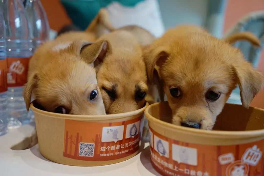 狗狗中暑抢救按腹部抢救,狗狗中暑抢救费用