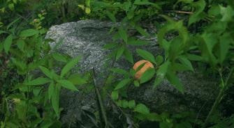 蜜桃成熟后，乌龙正当时