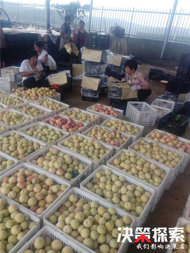 千亩柑橘获丰收农民笑颜增收忙,千亩桃园迎来丰收季群众喜增收