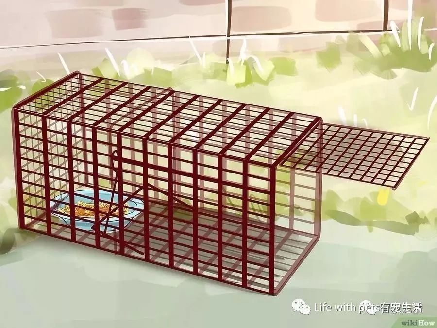 如何捕捉泥鳅,如何捕捉苍蝇