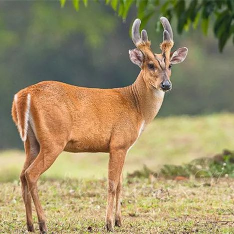 保护野生动物和生态文明建设,保护野生动物检察机关