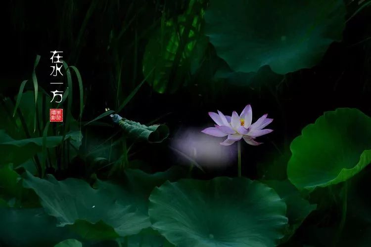 关于荷花和荷叶的生日祝福语,祝荷花生日快乐的话