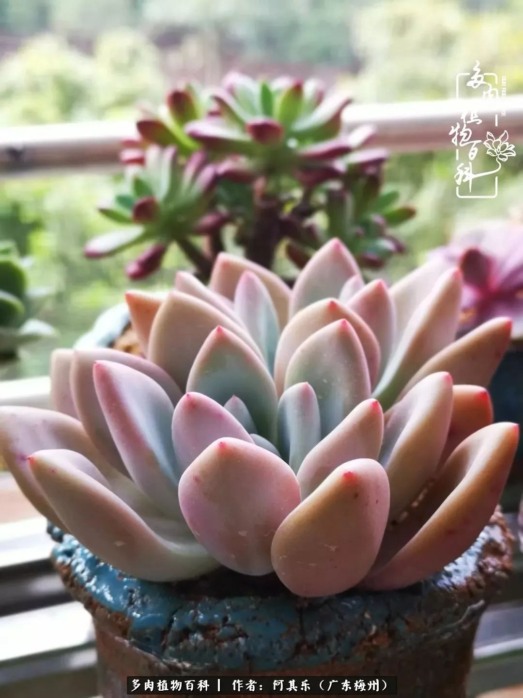 我的阳台“肉园”，看着它们，亦可醉生梦死了