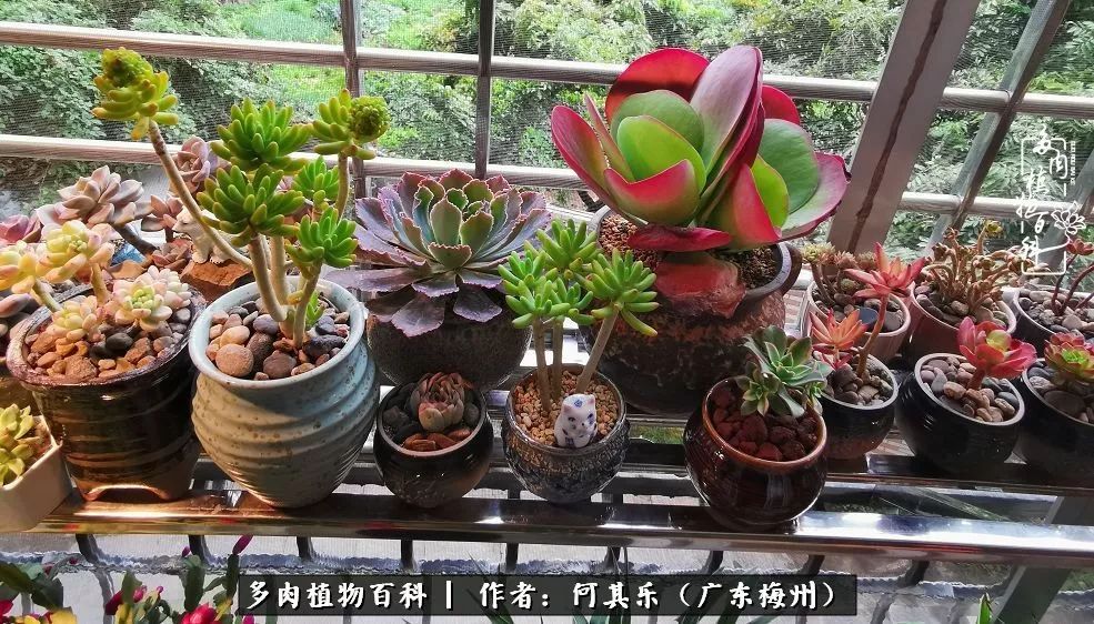 我的阳台“肉园”，看着它们，亦可醉生梦死了