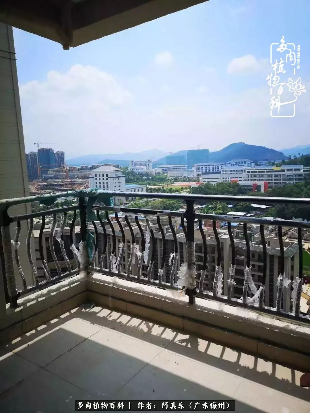 我的阳台“肉园”，看着它们，亦可醉生梦死了