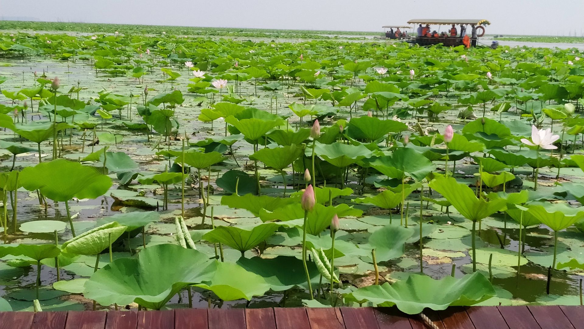 微山湖观荷花,青荷盖绿水微山湖十万亩荷花盛放