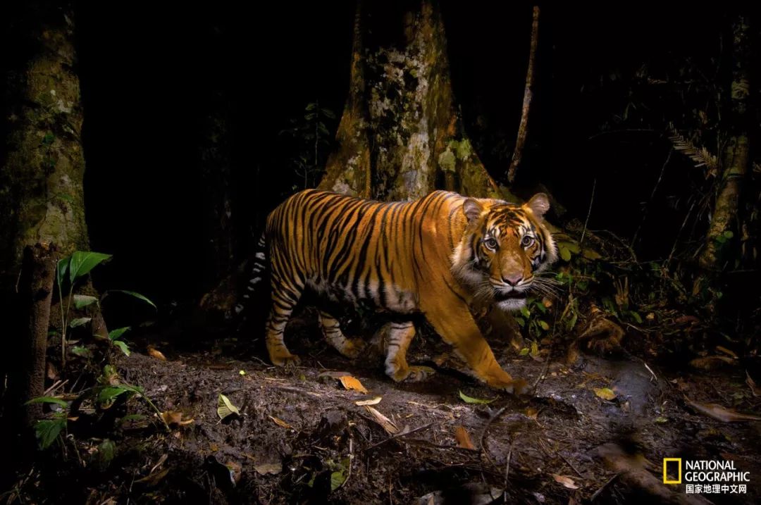 “谢谢你们,我们终于快死光了”