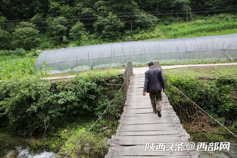 白芨种植一亩利润,种植一亩白芨利润多少