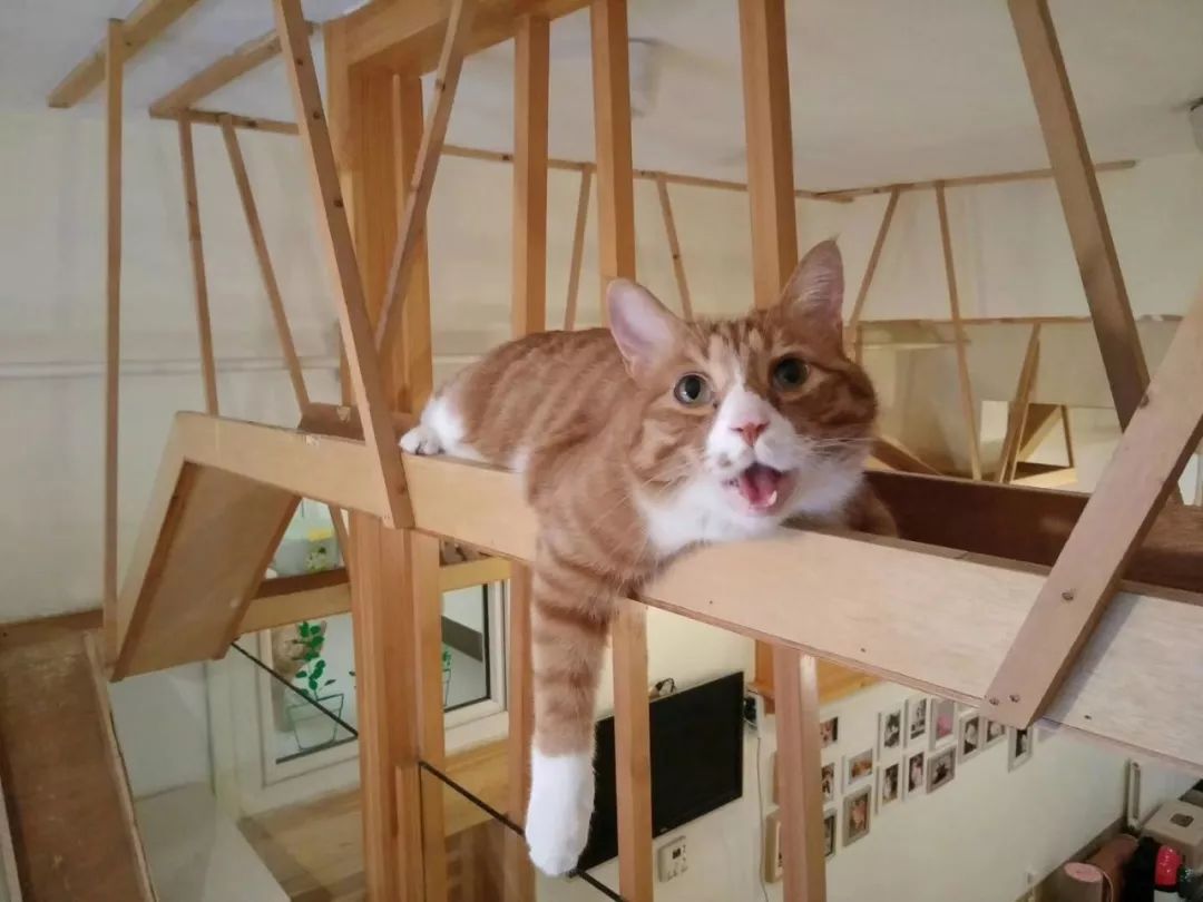 我用了19年，终于读懂了猫的情绪