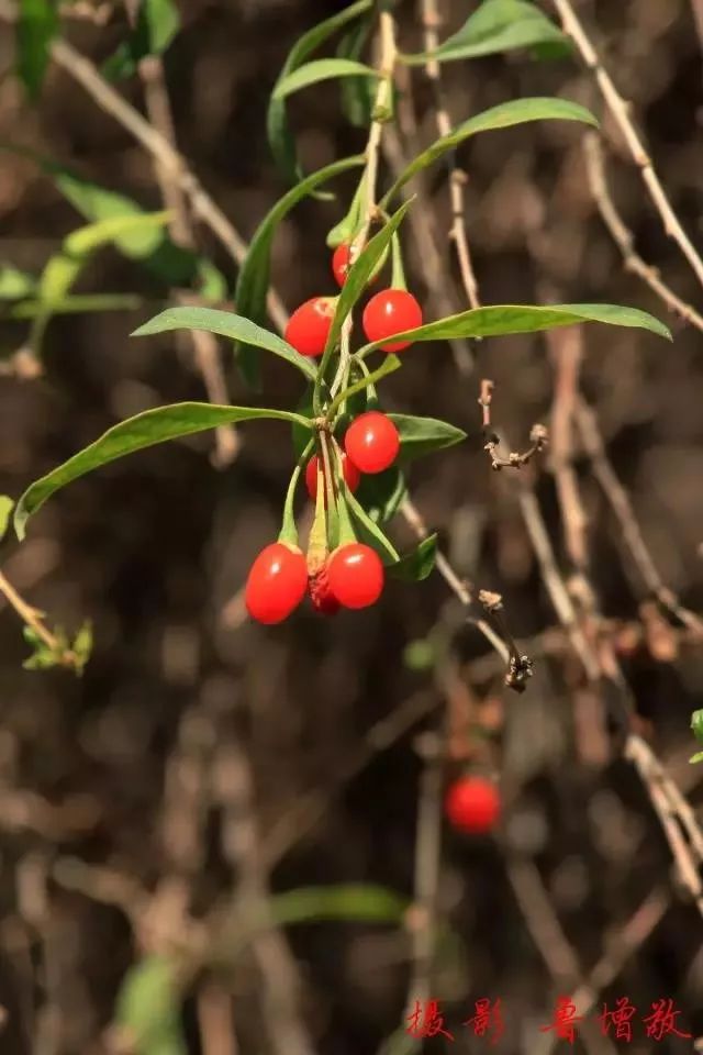 单县最值得去的地方,单县值得去的地方