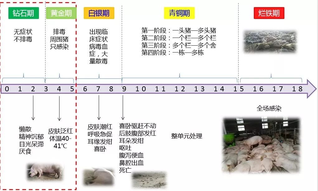 养猪拔牙是什么意思啊,猪场拔牙的正确方法