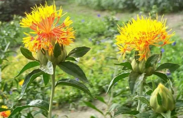 一吹就散的蒲公英抖音视频,一吹即散的蒲公英图片