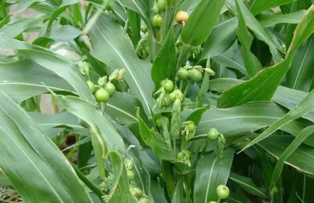 一吹即散的蒲公英图片,一吹就散的蒲公英什么意思