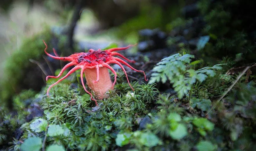 世界上最美的9种蘑菇,阿凡达菌类