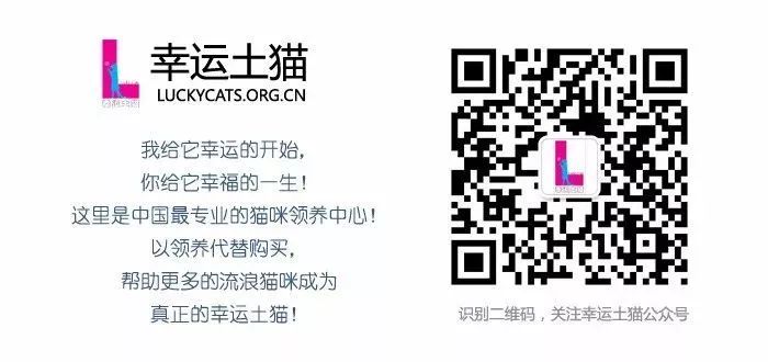 你做好准备领养一只猫了么?