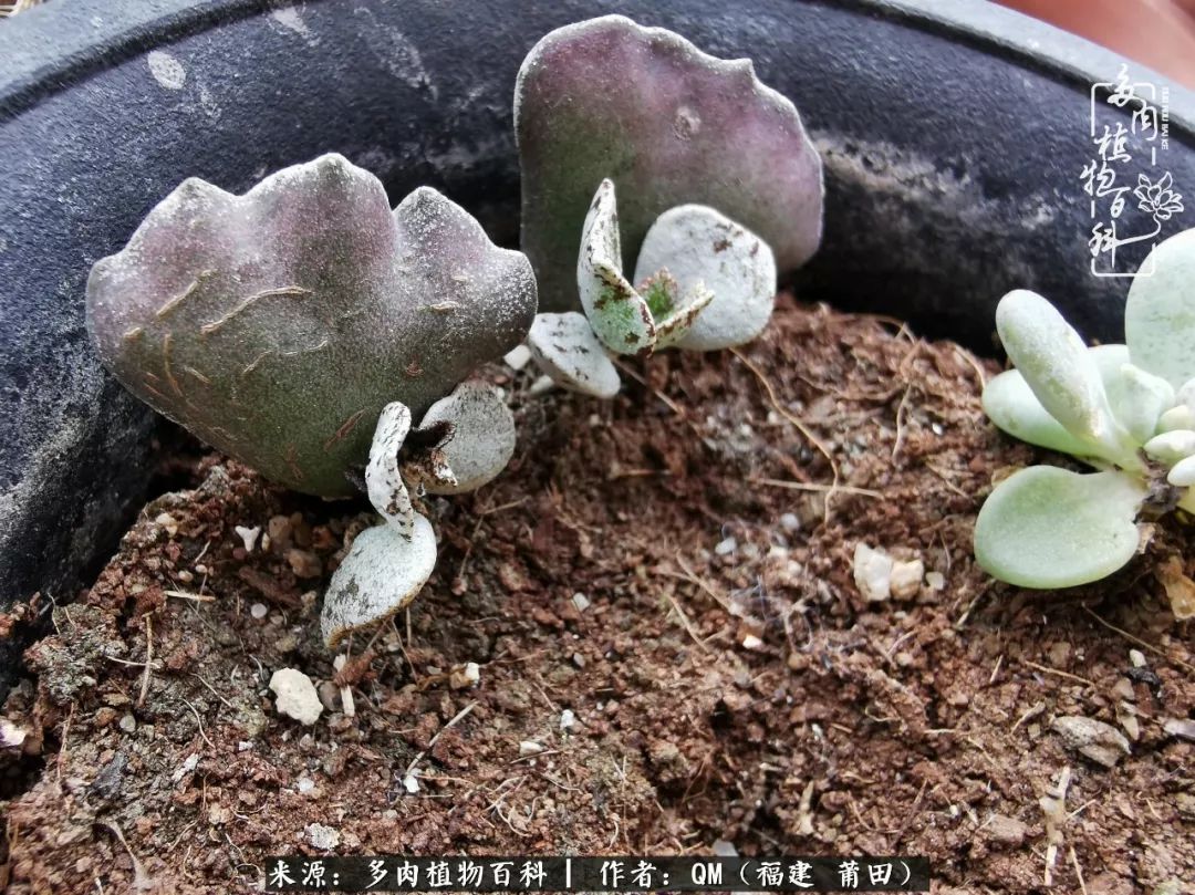 无尽的多肉!陪我走过七年人生之旅