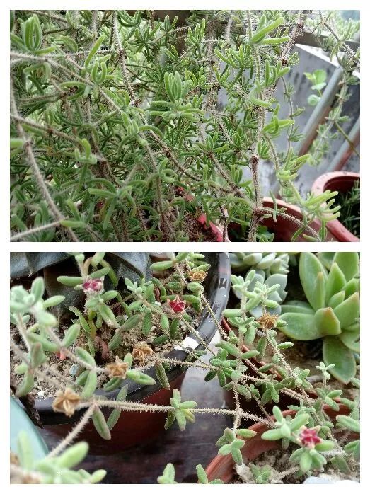 无尽的多肉!陪我走过七年人生之旅